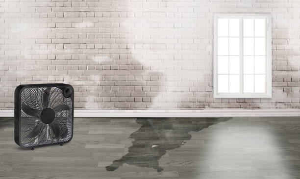 Best Ceiling water damage repair  in Arizona City, AZ