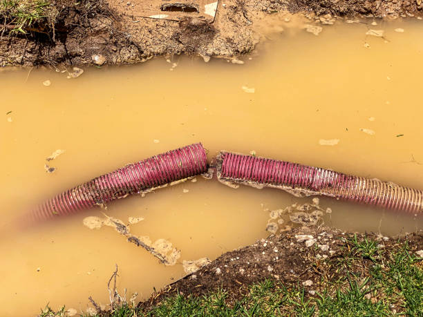 Best Carpet water damage restoration  in Arizona City, AZ